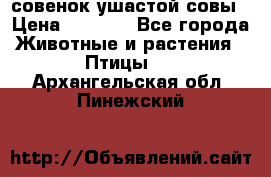 совенок ушастой совы › Цена ­ 5 000 - Все города Животные и растения » Птицы   . Архангельская обл.,Пинежский 